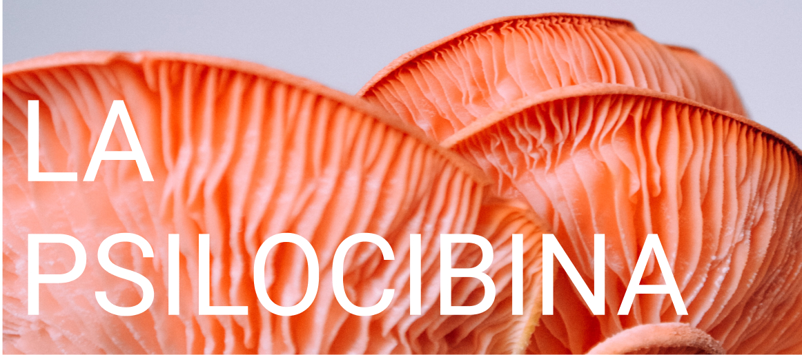 la psilocibina